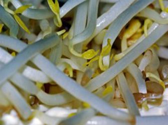 Germinados en el plato, fuente de vitaminas